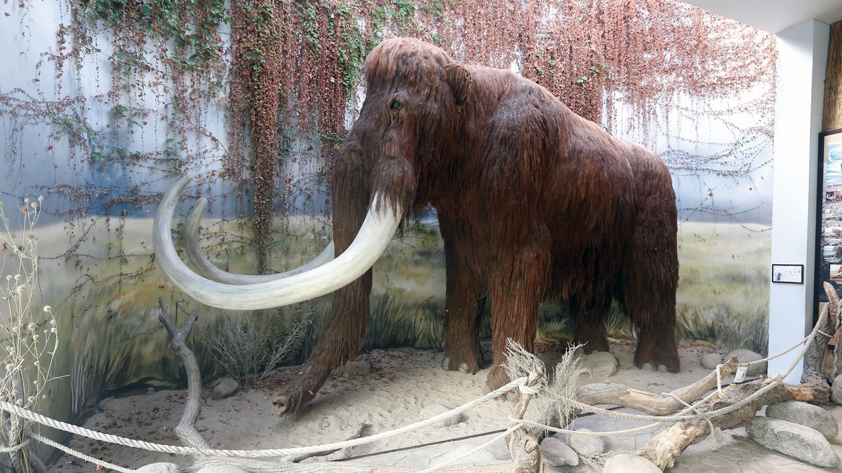 Ke znovuoživení mamutů by mohlo dojít v roce 2028